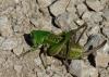 Decticus verrucivorus verrucivorus
